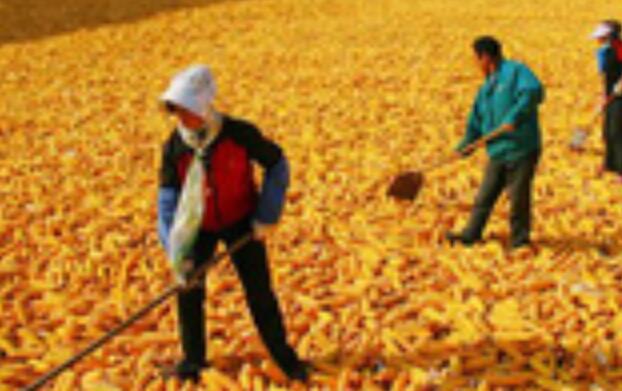 產(chǎn)能、庫存、政策均有底 我國糧食安全有保障